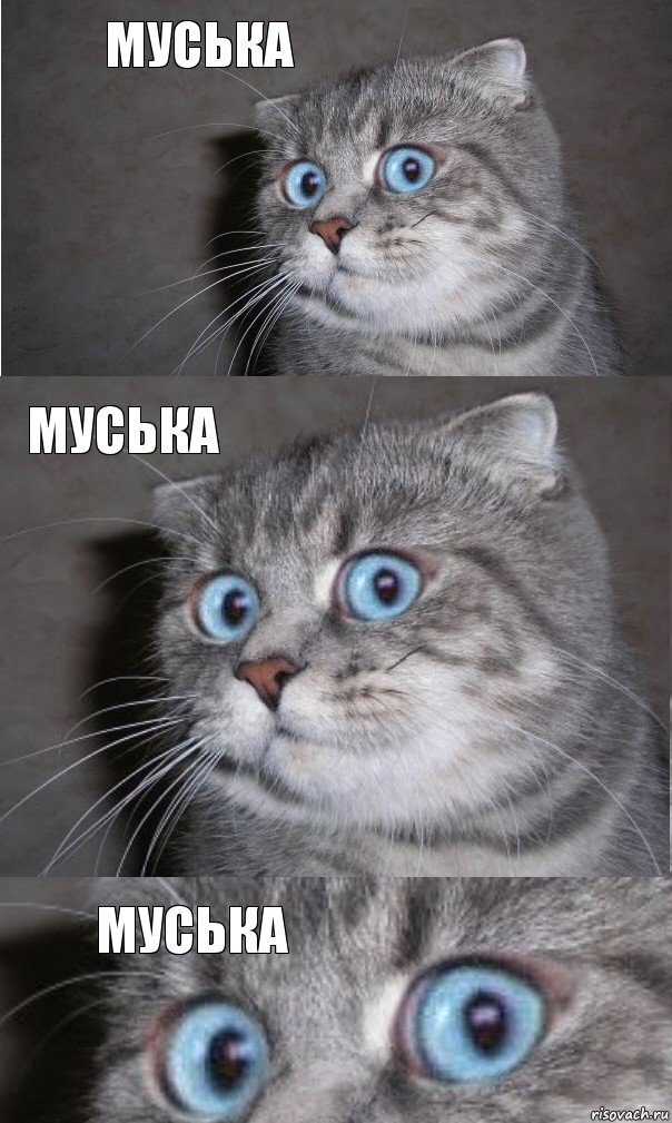 муська Муська Муська, Комикс  котейка