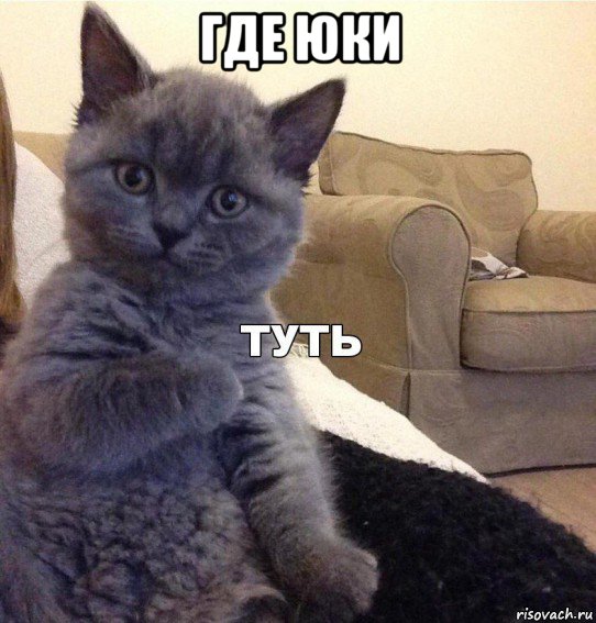 где юки , Мем Котик - Туть