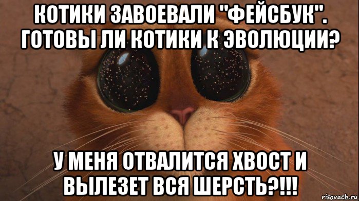 котики завоевали "фейсбук". готовы ли котики к эволюции? у меня отвалится хвост и вылезет вся шерсть?!!!