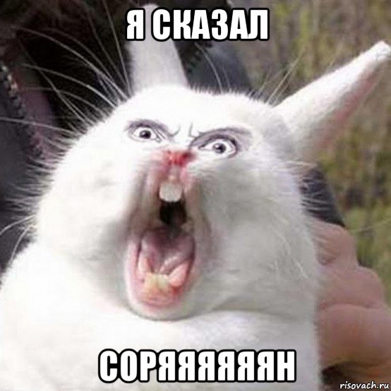 я сказал соряяяяяян, Мем Кролик орет reversed