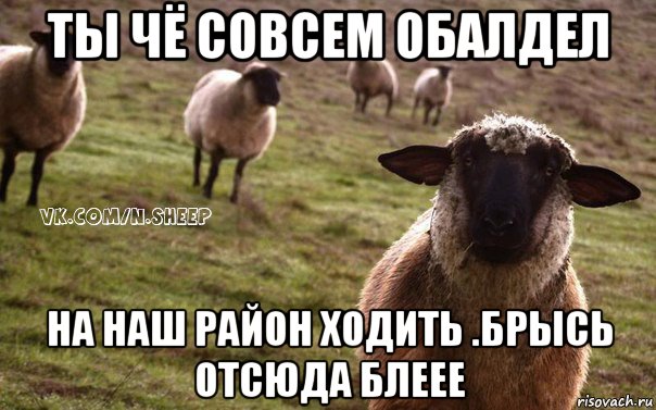 ты чё совсем обалдел на наш район ходить .брысь отсюда блеее, Мем  Наивная Овца