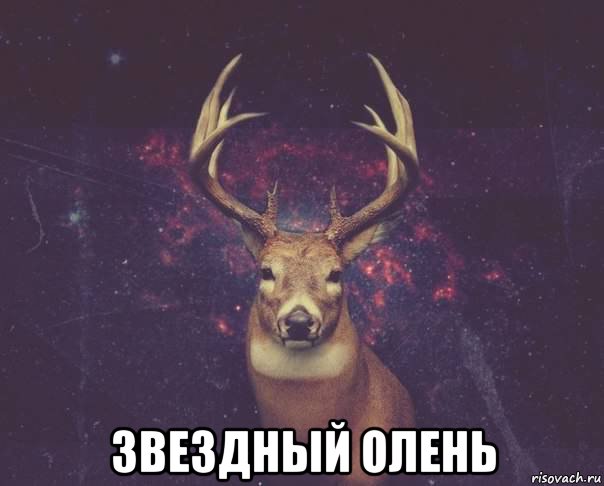  звездный олень