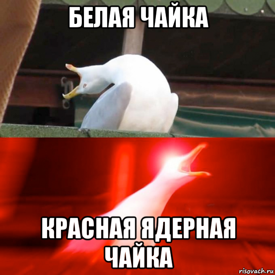 белая чайка красная ядерная чайка