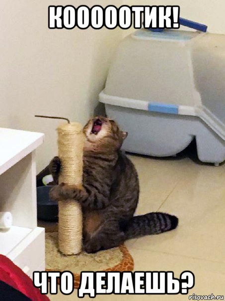 кооооотик! что делаешь?
