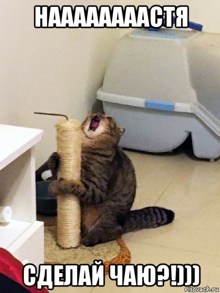 наааааааастя сделай чаю?!)))