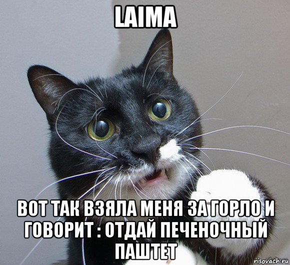 laima вот так взяла меня за горло и говорит : отдай печеночный паштет, Мем Печальный кот
