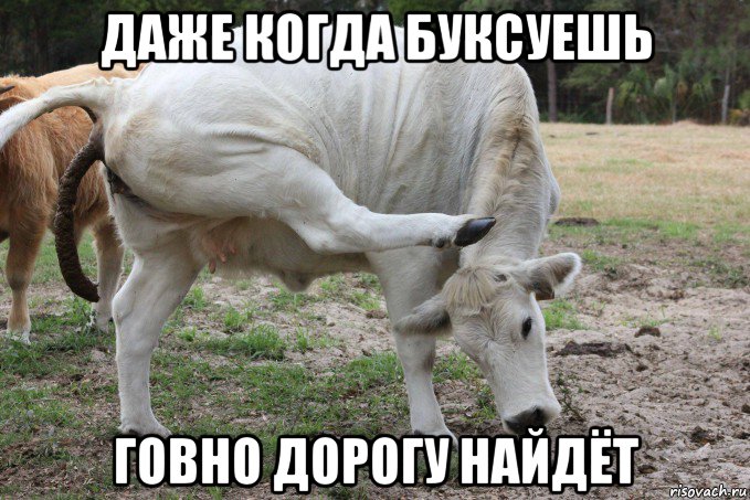 даже когда буксуешь говно дорогу найдёт