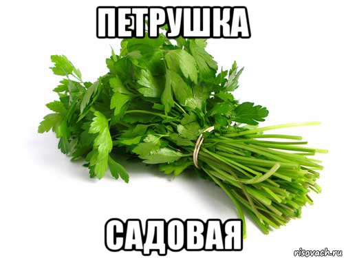 петрушка садовая