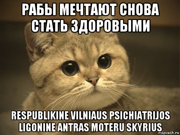 рабы мечтают снова стать здоровыми respublikine vilniaus psichiatrijos ligonine antras moteru skyrius, Мем Пидрила ебаная котик