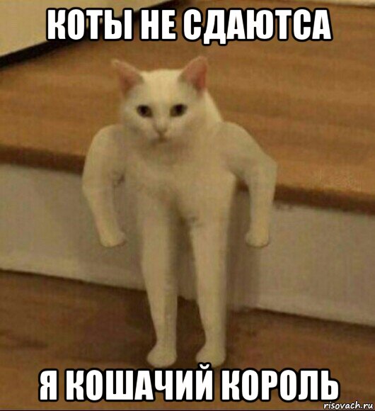 коты не сдаютса я кошачий король, Мем  Полукот