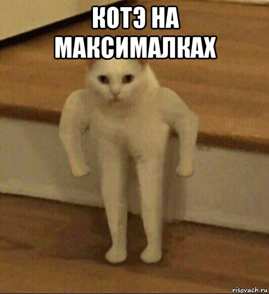 котэ на максималках , Мем  Полукот