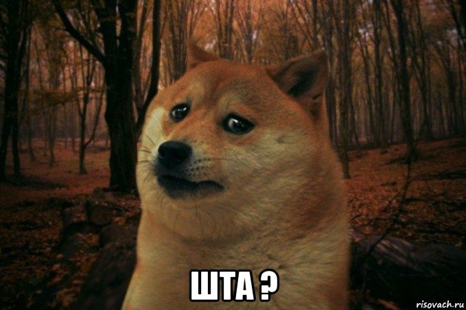  шта ?, Мем SAD DOGE