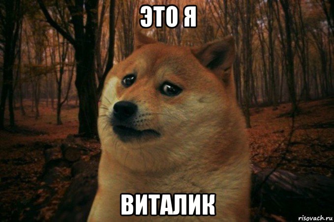 это я виталик, Мем SAD DOGE