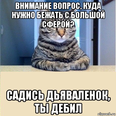 внимание вопрос, куда нужно бежать с большой сферой? садись дьяваленок, ты дебил, Мем серьезный кот