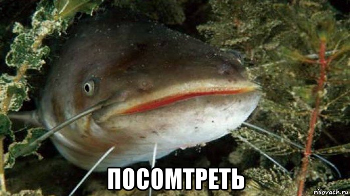  посомтреть