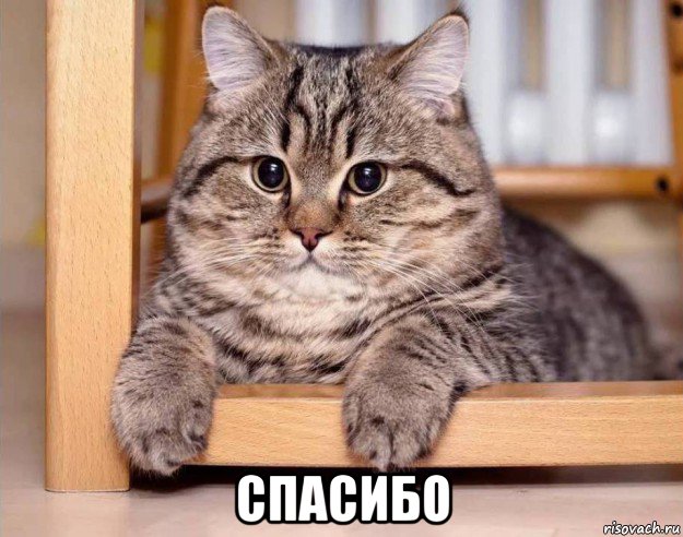  спасибо