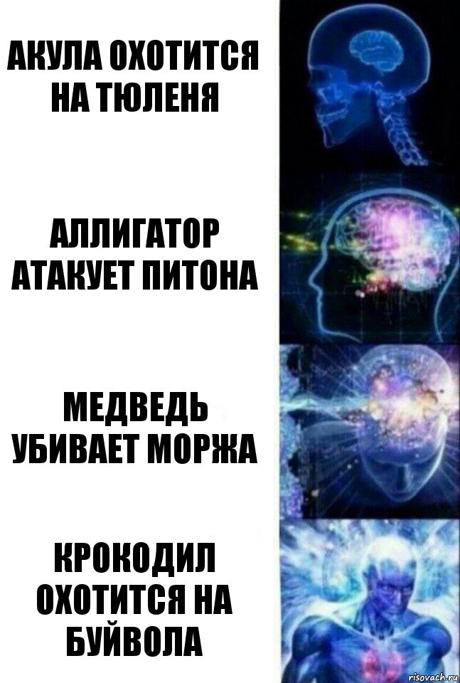 Акула охотится на тюленя Аллигатор атакует питона Медведь убивает моржа Крокодил охотится на буйвола, Комикс  Сверхразум