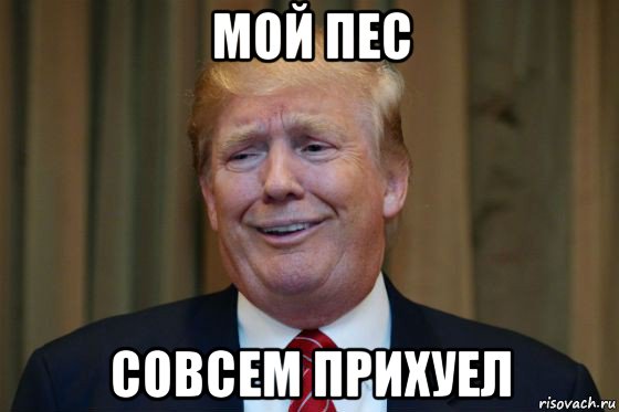мой пес совсем прихуел