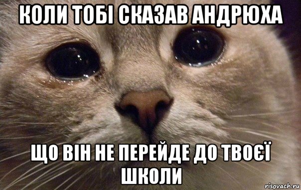 коли тобі сказав андрюха що він не перейде до твоєї школи, Мем   В мире грустит один котик