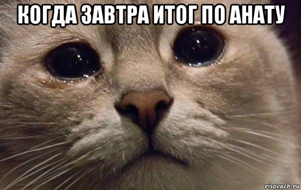 когда завтра итог по анату , Мем   В мире грустит один котик