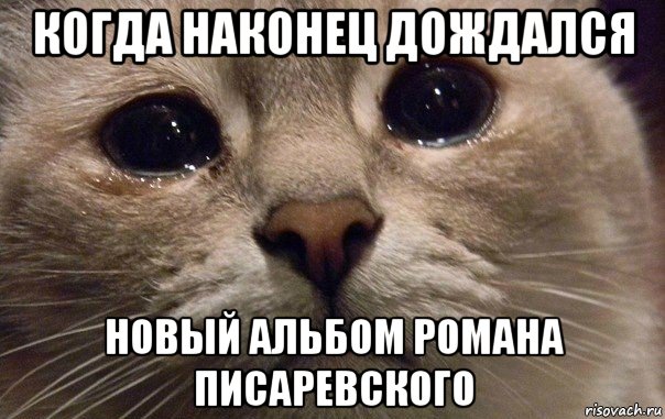 когда наконец дождался новый альбом романа писаревского, Мем   В мире грустит один котик