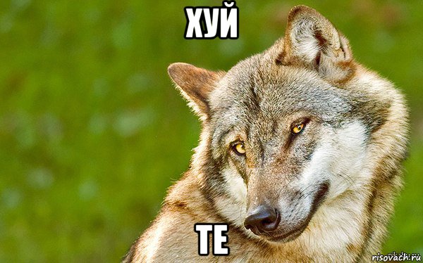 хуй те, Мем   Volf