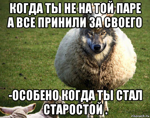 когда ты не на той паре а все принили за своего -особено когда ты стал старостой ., Мем Злая Овца