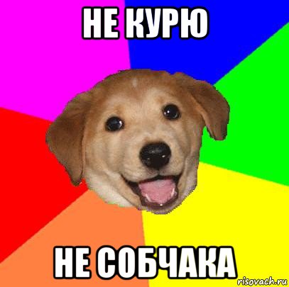 не курю не собчака, Мем Advice Dog