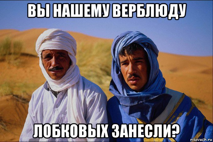 вы нашему верблюду лобковых занесли?