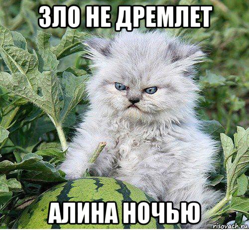 зло не дремлет алина ночью