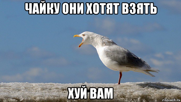 чайку они хотят взять хуй вам