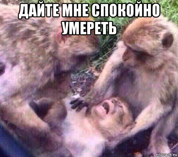 дайте мне спокойно умереть 