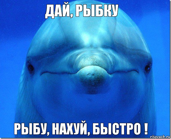 Дай, рыбку Рыбу, нахуй, быстро !, Комикс дельфин