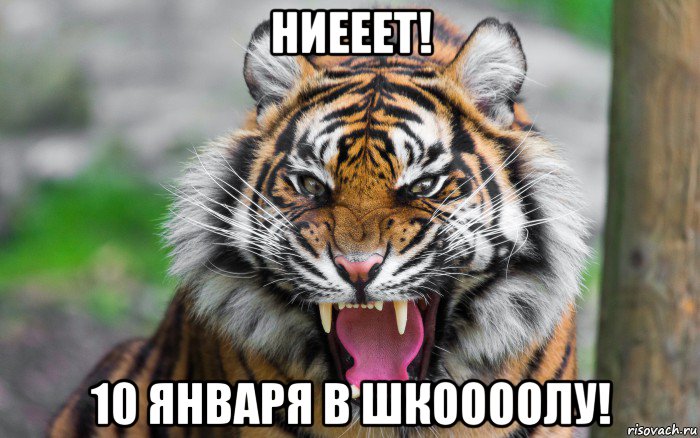 ниееет! 10 января в шкоооолу!