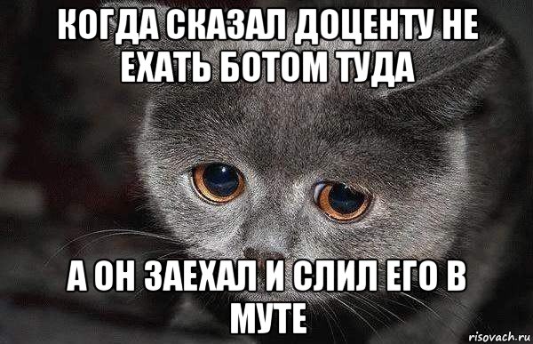 когда сказал доценту не ехать ботом туда а он заехал и слил его в муте, Мем  Грустный кот