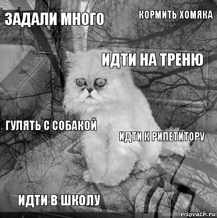 Задали много идти к рипетитору идти на треню идти в школу гулять с собакой кормить хомяка    , Комикс  кот безысходность