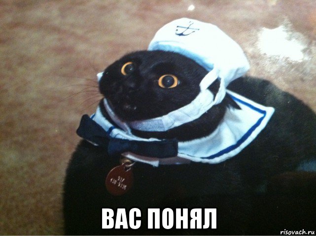  вас понял, Мем Кот-матрос