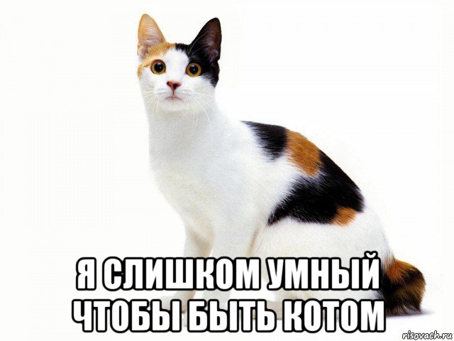  я слишком умный чтобы быть котом, Мем Кот учёный