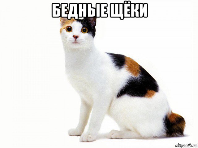 бедные щёки , Мем Кот учёный