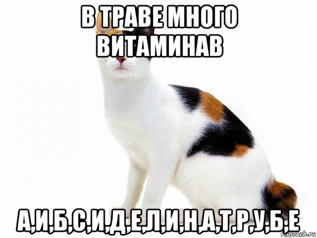 в траве много витаминав а,и,б,с,и,д,е,л,и,н,а,т,р,у,б,е, Мем Кот учёный