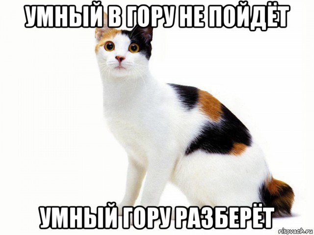 умный в гору не пойдёт умный гору разберёт, Мем Кот учёный
