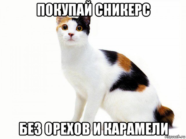 покупай сникерс без орехов и карамели, Мем Кот учёный