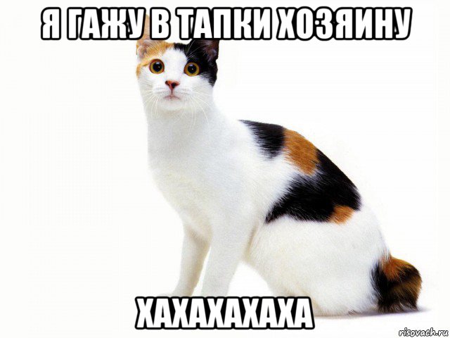 я гажу в тапки хозяину хахахахаха, Мем Кот учёный