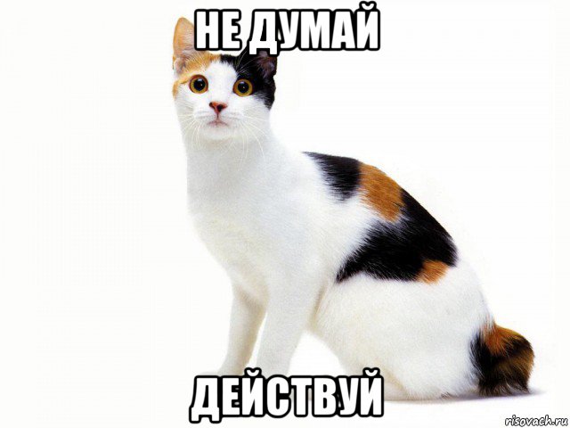 не думай действуй, Мем Кот учёный
