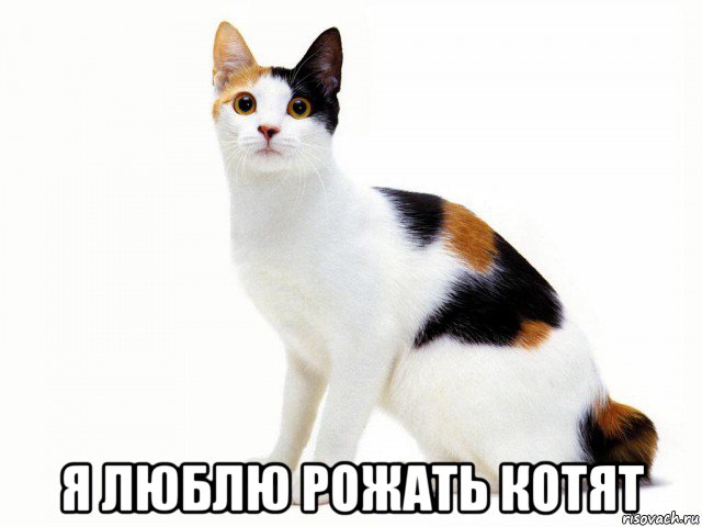  я люблю рожать котят, Мем Кот учёный