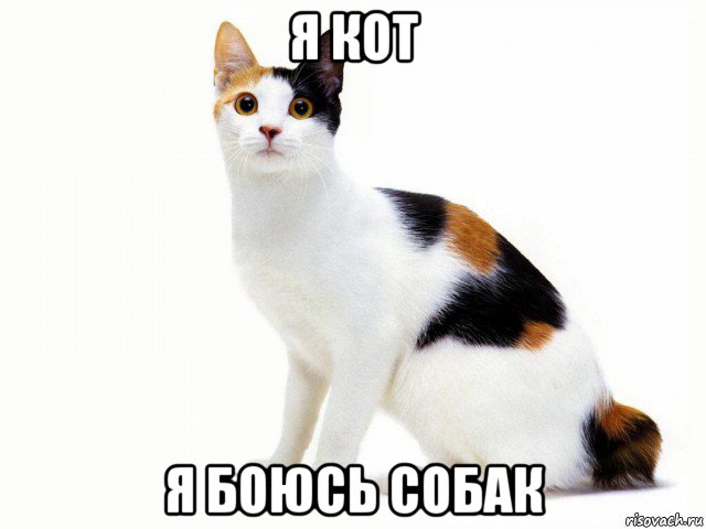 я кот я боюсь собак
