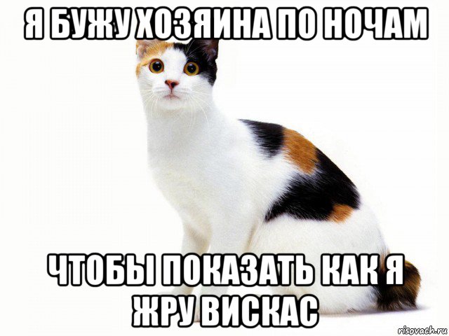 я бужу хозяина по ночам чтобы показать как я жру вискас