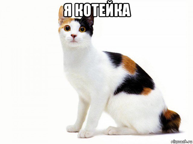 я котейка 