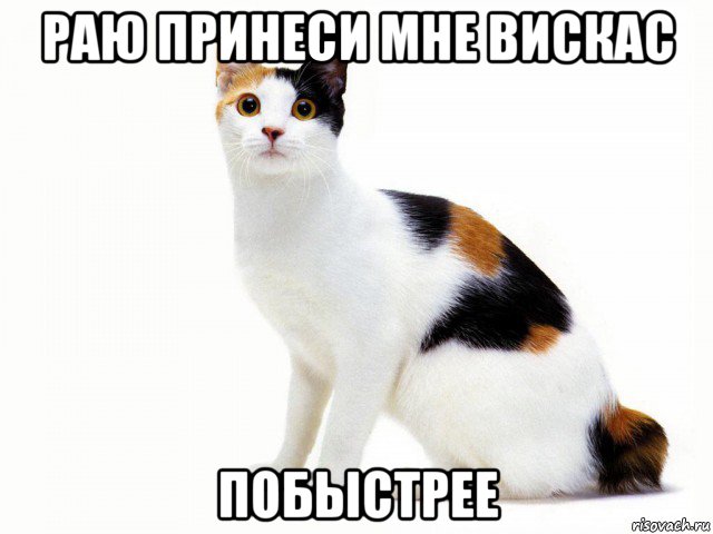 раю принеси мне вискас побыстрее