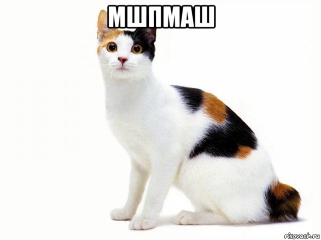 мшпмаш 